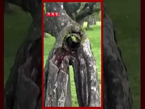 স্টকহোমের ব্যস্ত শহরে সবুজের অপূর্ব ঠিকানা রোসেনডালস