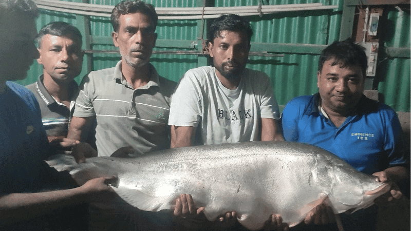 নাটোরে জেলের বড়শিতে ধরা পড়ল প্রায় ১৪ কেজির চিতল নাটোরে জেলের বড়শিতে ধরা পড়ল প্রায় ১৪ কেজির চিতল